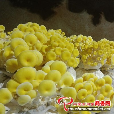 曲靖市 工廠化榆黃蘑豐收季 旅游咨詢推動產業融合